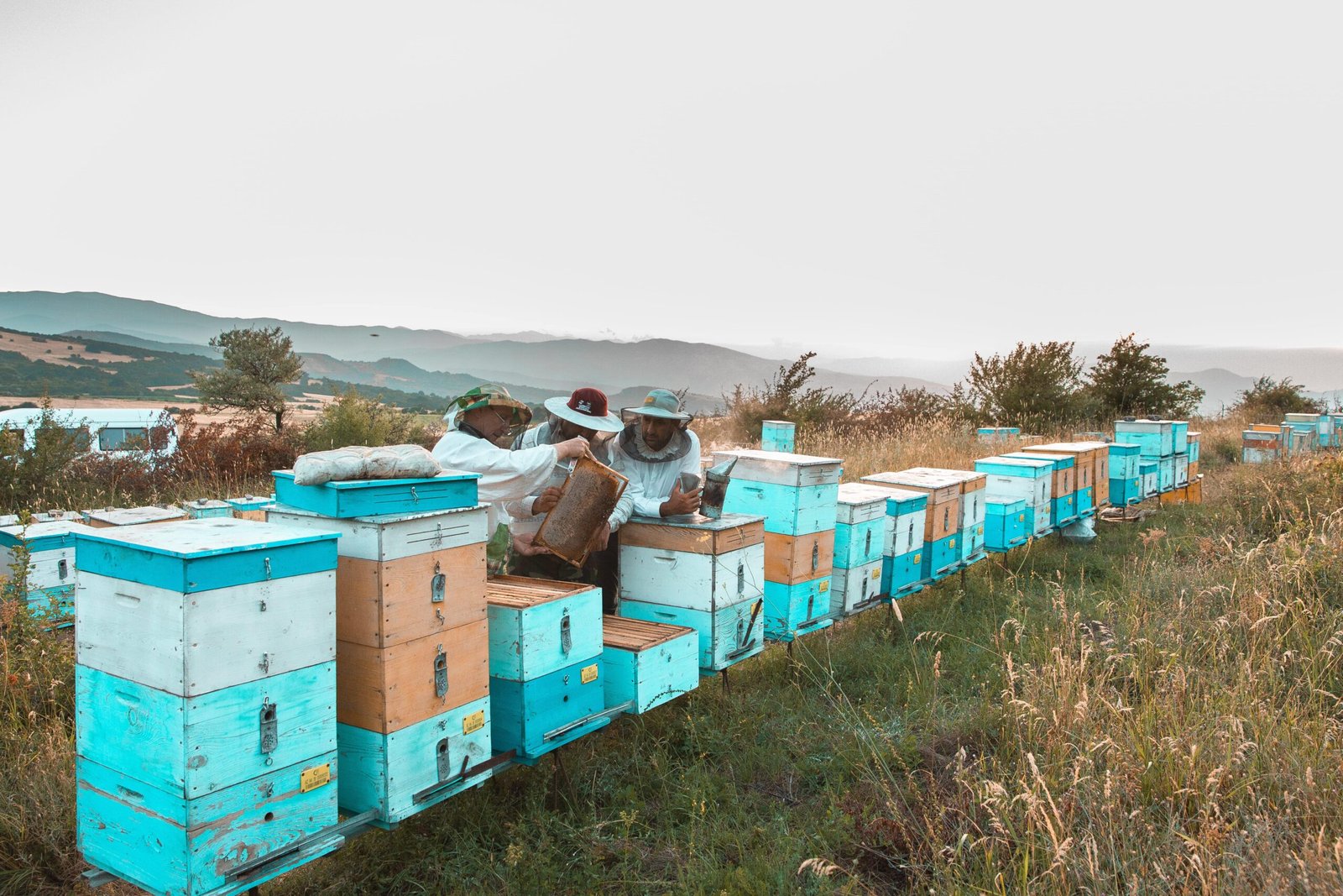 bee-hives-min-min